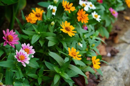 道端に並んで咲くの写真