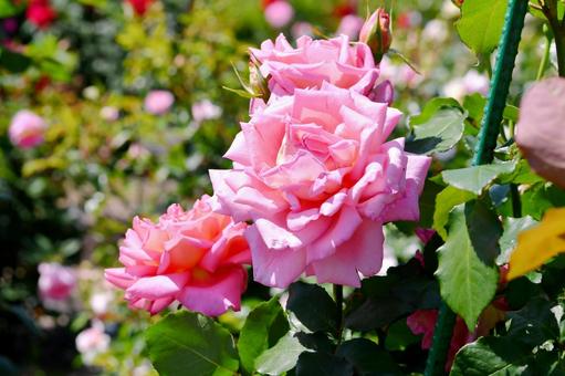 薔薇　ウエストミンスター ウエストミンスター,薔薇,ピンクの写真素材