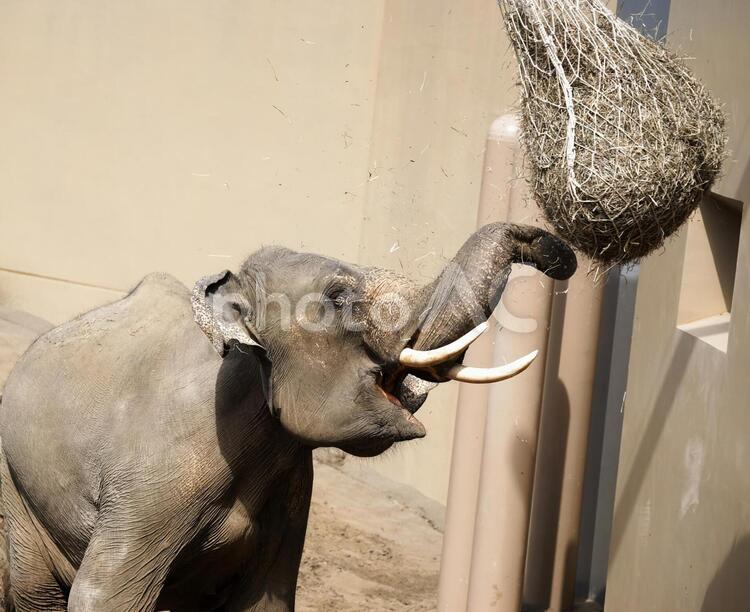 円山動物園での人気者 象,アジア象,ぞうの写真素材
