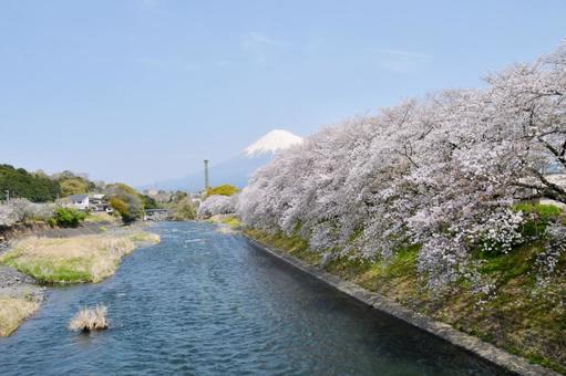 龍巌淵の桜と富士山 龍巌淵の桜と富士山 龍巌淵,桜,富士山の写真素材