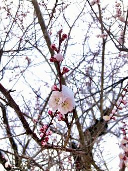 梅と雪 梅と雪の写真