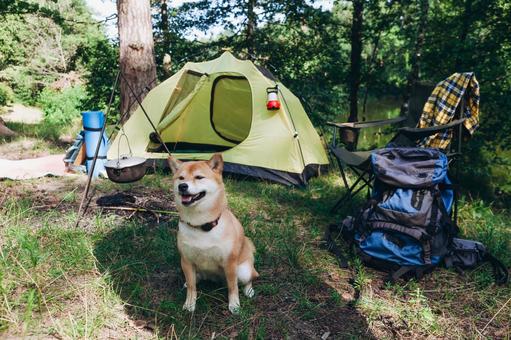 小さなテントと犬 犬,テント,キャンプの写真素材