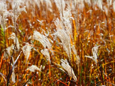 すすき（筑波山） ススキ,すすき,秋の写真素材