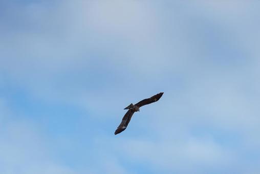 A black kite flies away quickly after getting the scattered bait, JPG A black kite flies away quickly after getting the scattered bait, JPG