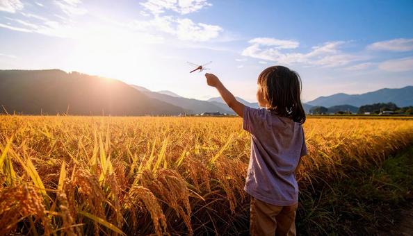 夏の終わり　稲穂の上を飛ぶ赤とんぼと子供の写真