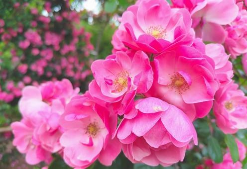 Pink Roses, JPG