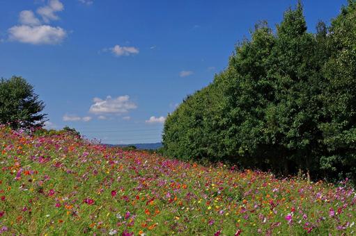 コスモス満開 コスモス満開 コスモス,秋桜,満開の写真素材