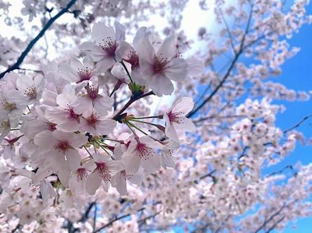 桜_04 桜_04の写真