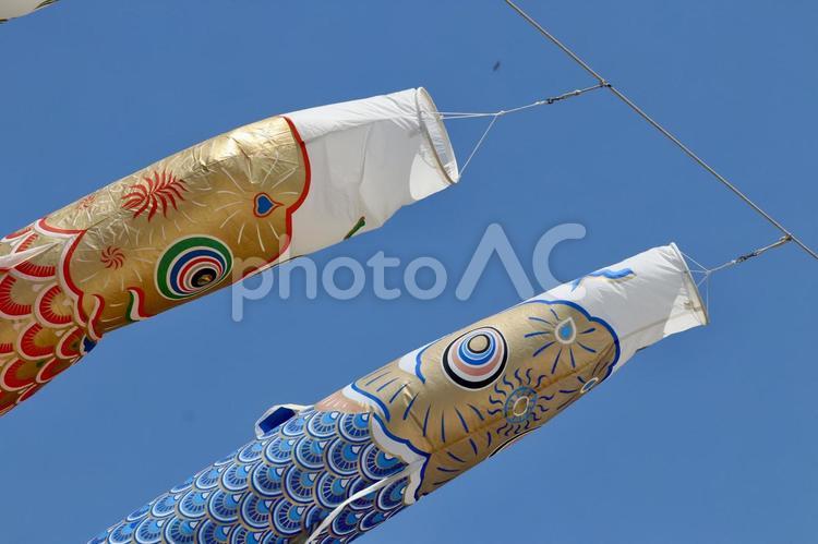空を泳ぐ2匹の鯉のぼり 鯉のぼり,赤,青の写真素材