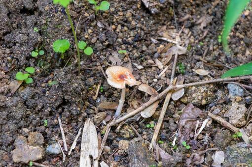 森の地面にひっそりと生える小さなキノコ キノコ,山,森林の写真素材