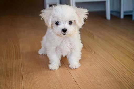 なんにでも興味津々のマルチーズ なんにでも興味津々のマルチーズ マルチーズ,パピー,幼犬の写真素材