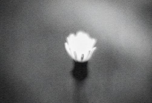 光りの花 光りの花の写真