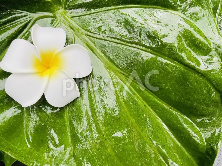 雨上がりの葉とプルメリア プルメリア,初夏,真夏の写真素材
