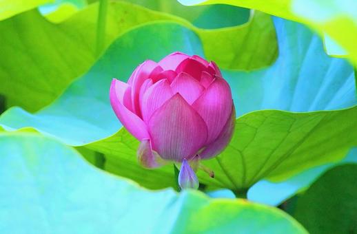 ハスの花 ハスの花の写真