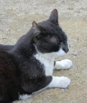 お昼寝中の猫 02 お昼寝中の猫 02 猫,ペット,かわいいの写真素材