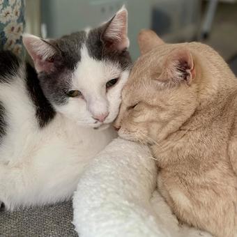 顔をくっつけている猫 顔をくっつけている猫 ねこ,多頭飼い,ハチワレの写真素材