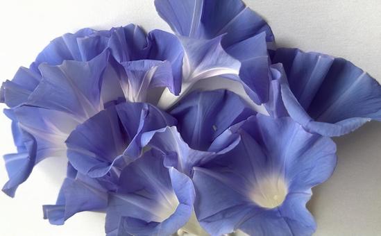 朝顔 朝顔,ブルー,青い花の写真素材