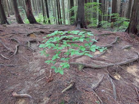 Photo, shrub, in the mountains, ridge, 