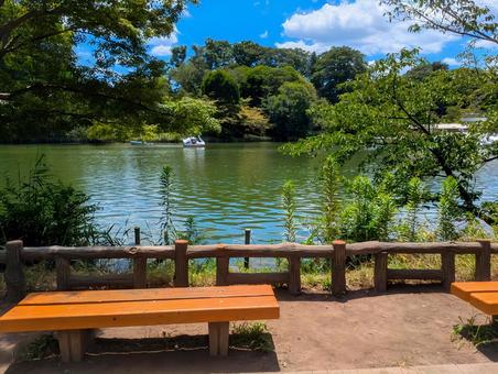 井の頭公園 井の頭公園 東京,夏,公園の写真素材