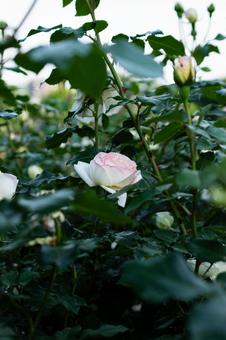 公園のバラ 公園のバラ バラ,花,植物の写真素材
