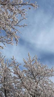 桜 桜の写真