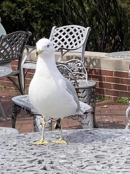 ランチを狙って接近するカモメ ランチを狙って接近するカモメの写真