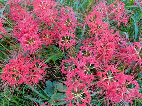 彼岸花ふかん 彼岸花ふかん 彼岸花,曼殊沙華,リコリスの写真素材