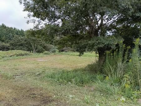 草むら04 草むら04 野原,原っぱ,草むらの写真素材