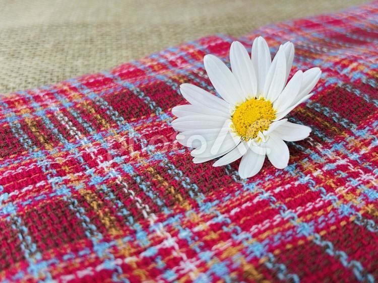 赤い生地とマーガレット マーガレット,花,白の写真素材
