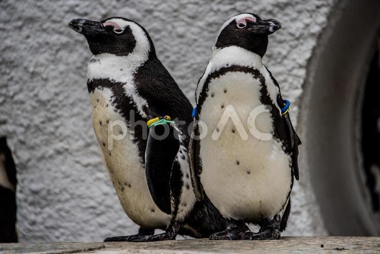 【上野動物園】ペンギン ペンギン,上野動物園,観光地の写真素材