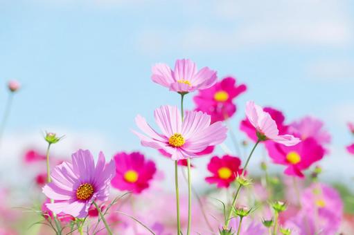 コスモスと秋の空 コスモス,秋,花の写真素材