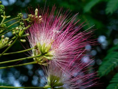 Silk tree flower, JPG