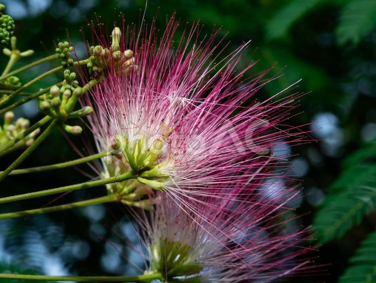 ネムの木の花 ネムの木,ネムの花,6月の写真素材