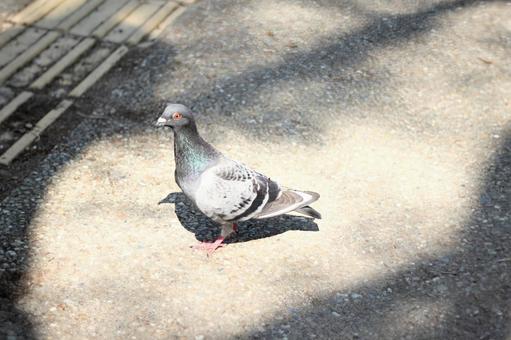 鳩 鳩の写真