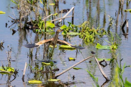 Photo, bird, yellow bittern, wild bird, 