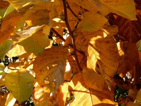 【風景写真】晩秋の風景 紅葉,葉っぱ,晩秋の写真素材