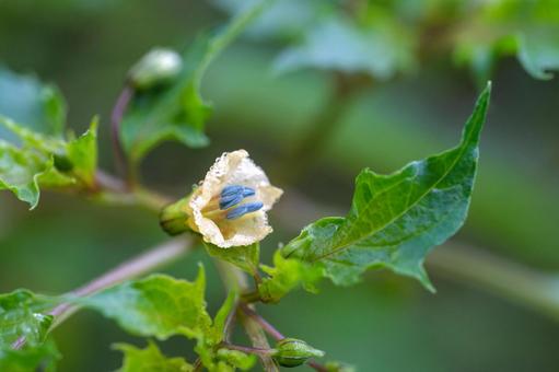 ヒロハフウリンホオズキ ヒロハフウリンホオズキ,広葉風鈴酸漿,ナス科の写真素材
