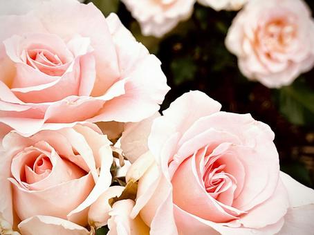 聴色(ゆるしいろ)の薔薇の花 03 聴色(ゆるしいろ)の薔薇の花 03 薔薇,ソウビ,花の写真素材