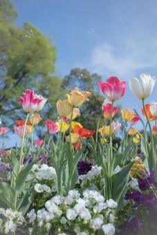 空に向かって咲くチューリップの写真