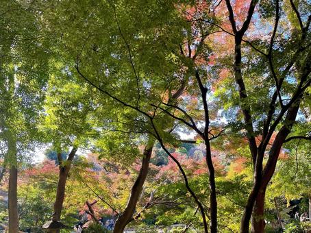 紅葉 紅葉,木,自然の写真素材