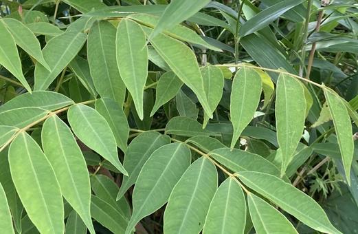 Photo, senna, bamboo grass, green, 