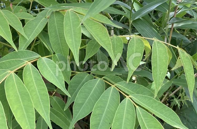 勝手に生えてきた植物 センナ属,笹,みどりの写真素材