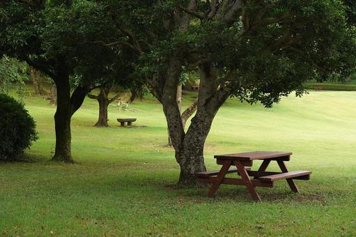 Photo, park, bench, lawn, 