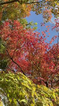 【由志園】紅葉するもみじのグラデーション 由志園,庭園,もみじの写真素材