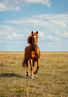 広大な荒野の道を疾走する馬の縦写真 広大な荒野の道を疾走する馬の縦写真の写真