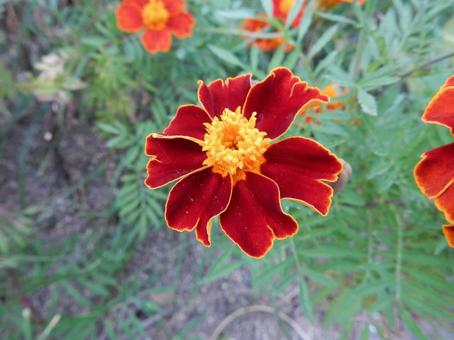 【花の写真】マリーゴールド 【花の写真】マリーゴールドの写真