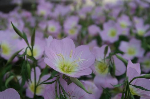 昼咲き月見草 ピンクの花 夏の花 昼咲き月見草 ピンクの花 夏の花の写真