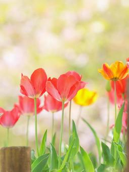 Tulips, JPG Tulips, JPG