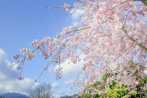 桜-204 桜-204 春,さくら,自然の写真素材