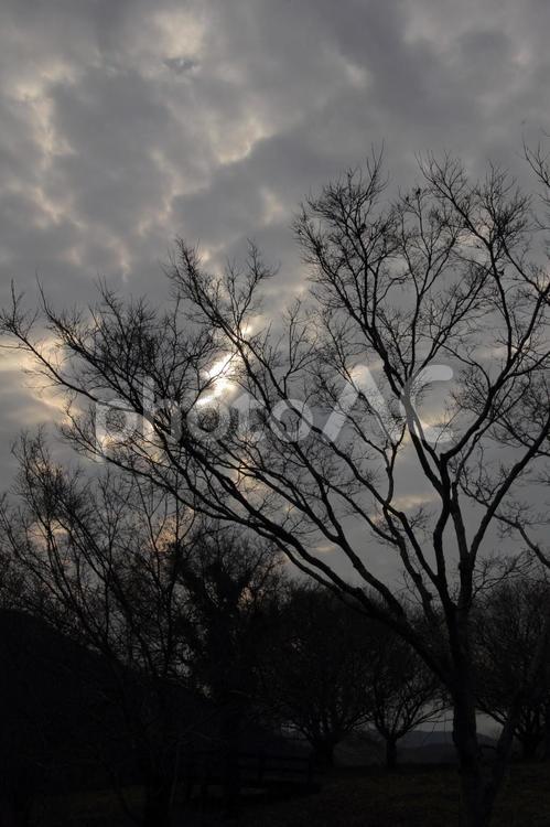 樹木のシルエットと雲の間に差し込む光 樹木,シルエット,夕焼けの写真素材